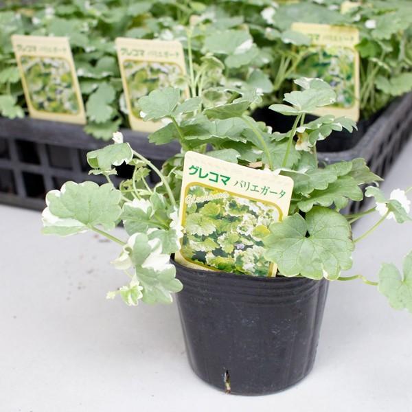 グランドカバー 苗 グレコマ バリエガータ 24個 セット 3寸 3号 9cmポット ケース販売 おすすめ品種 全国どこでも送料無料 ソラニワ 通販 Yahoo ショッピング