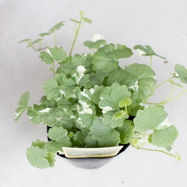 グランドカバー 苗 グレコマ バリエガータ 24個 セット 3寸 3号 9cmポット ケース販売 おすすめ品種 全国どこでも送料無料 ソラニワ 通販 Yahoo ショッピング