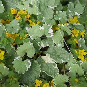 グランドカバー 苗 グレコマ バリエガータ 24個 セット 3寸 3号 9cmポット ケース販売 おすすめ品種 全国どこでも送料無料 ソラニワ 通販 Yahoo ショッピング