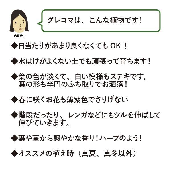 グランドカバー 苗 グレコマ バリエガータ 24個 セット 3寸 3号 9cmポット ケース販売 おすすめ品種 全国どこでも送料無料 ソラニワ 通販 Yahoo ショッピング