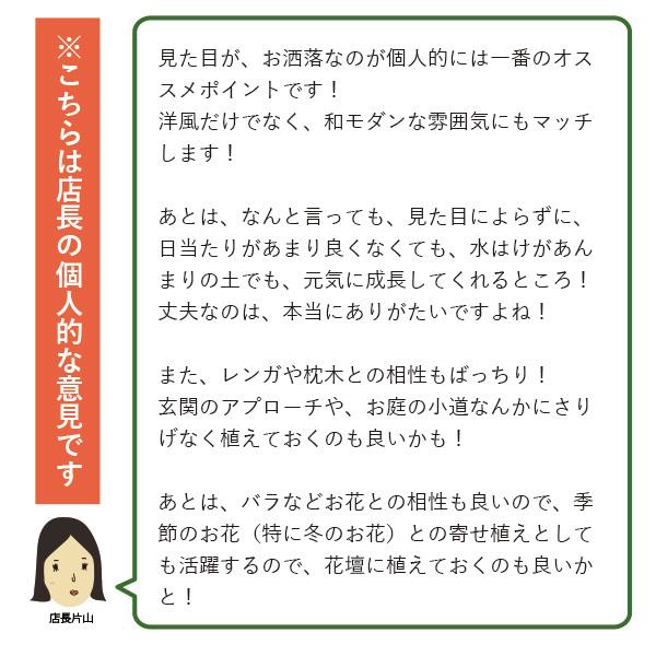 グランドカバー 苗 グレコマ バリエガータ 24個 セット 3寸 3号 9cmポット ケース販売 おすすめ品種 全国どこでも送料無料 ソラニワ 通販 Yahoo ショッピング