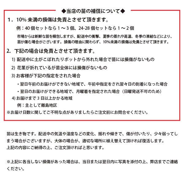 グランドカバー 苗 グレコマ バリエガータ 24個 セット 3寸 3号 9cmポット ケース販売 おすすめ品種 全国どこでも送料無料 ソラニワ 通販 Yahoo ショッピング