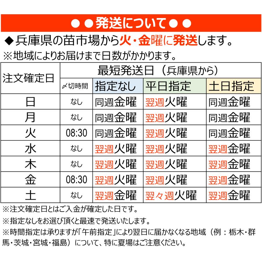 ダイカンドラ・シルバーフォールズ] 24個 セット 3号 9cmポット