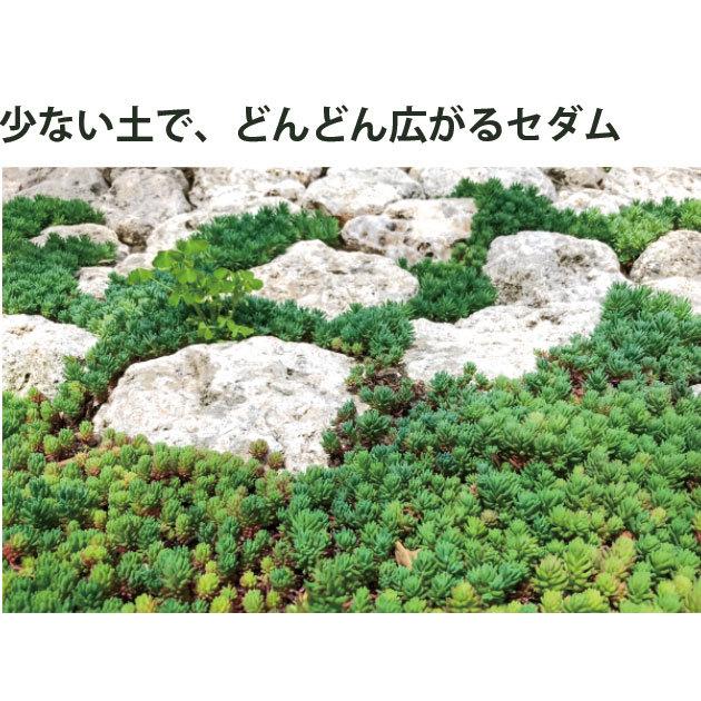 セダム 苗 7品種28個 セット 3号 9cmポット グランドカバー ミックH