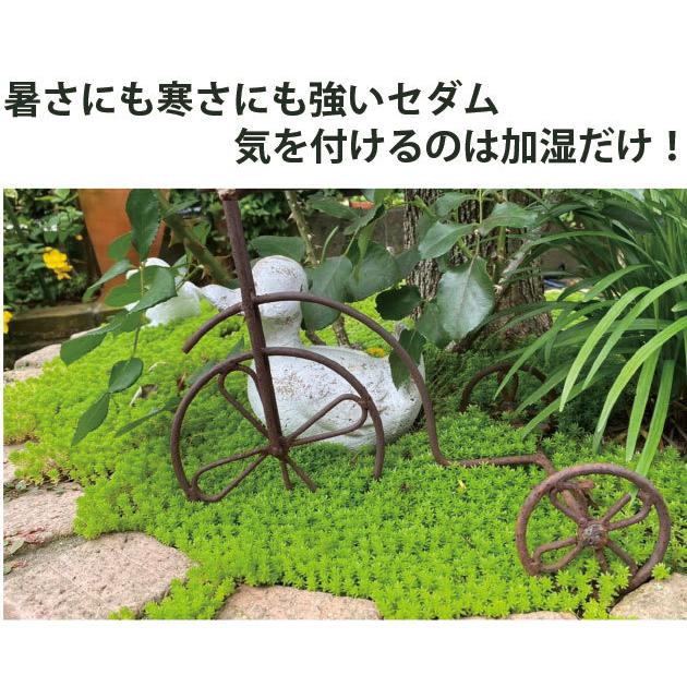 セダム 苗 7品種28個 セット 3号 9cmポット グランドカバー ミックH