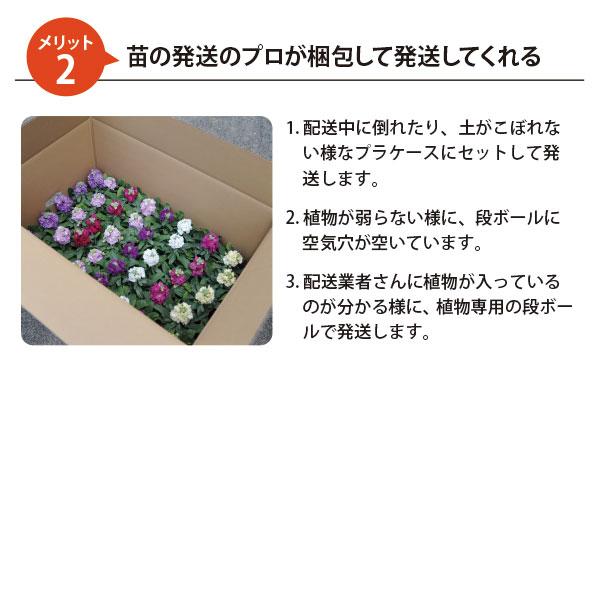 セダム 苗 7品種28個 セット 3号 9cmポット グランドカバー ミックH