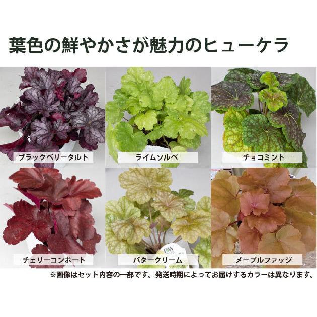グランドカバー 苗 ヒューケラ ドルチェ 15個セット カラーミックス 祝日 3号 3 5寸 全国どこでも送料無料 10 5cmポット