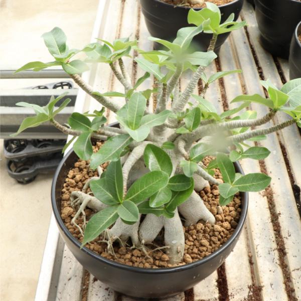 アデニウム オベサム 10号鉢 塊根植物 1鉢 プラ鉢 観葉植物 室内 アデニウム オベサム 10号鉢 塊根植物 1鉢 プラ鉢 観葉植物 室内