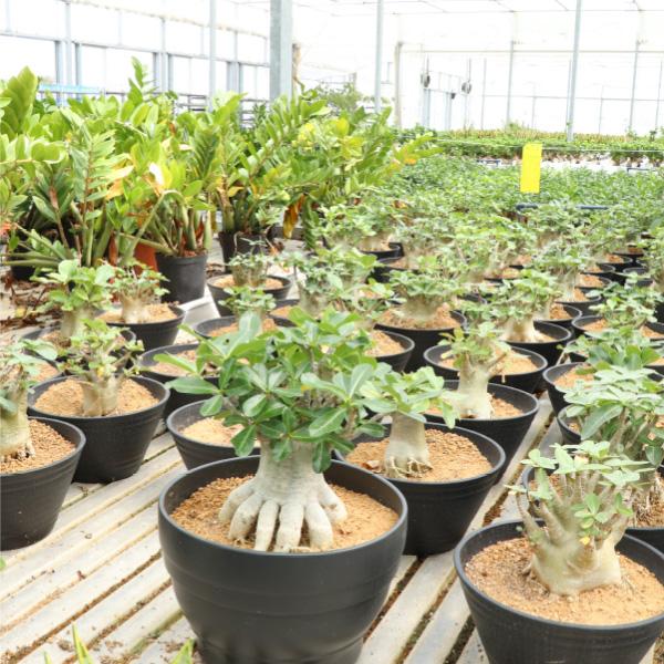 アデニウム オベサム 10号鉢 塊根植物 1鉢 プラ鉢 観葉植物 室内 アデニウム オベサム 10号鉢 塊根植物 1鉢 プラ鉢 観葉植物 室内
