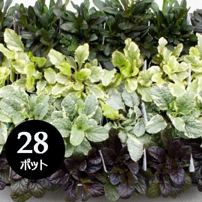グランドカバー 苗 アジュガ 28個 セット 3寸 3号 9cmポット ケース販売 全国どこでも送料無料 Ajuga ソラニワ 通販 Yahoo ショッピング