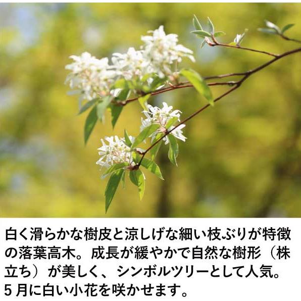 ［生産者直送］アオダモ 根巻き苗 株立ち 樹高約1.4-1.6m 送料無料 庭木 苗木 シンボルツリー 落葉樹［t］の画像