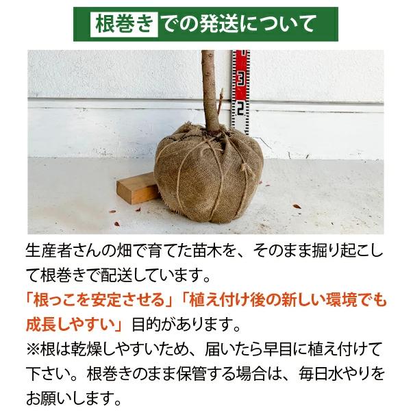 ［生産者直送］アオダモ 根巻き苗 株立ち 樹高約1.4-1.6m 送料無料 庭木 苗木 シンボルツリー 落葉樹［t］の画像