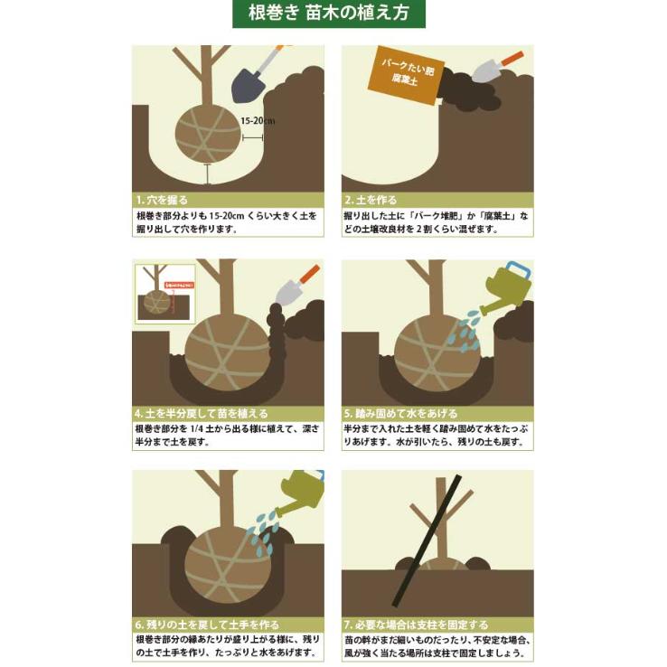 ［生産者直送］アオダモ 根巻き苗 株立ち 樹高約1.4-1.6m 送料無料 庭木 苗木 シンボルツリー 落葉樹［t］の画像