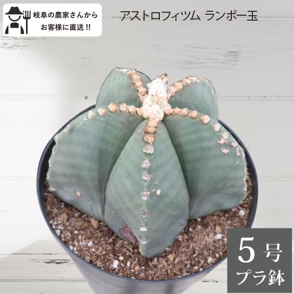 農場直送！］アストロフィツム ランポー玉 開花株 (鸞鳳玉・らんぽう