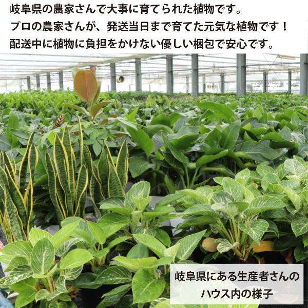 農場直送！］アストロフィツム ランポー玉 開花株 (鸞鳳玉・らん