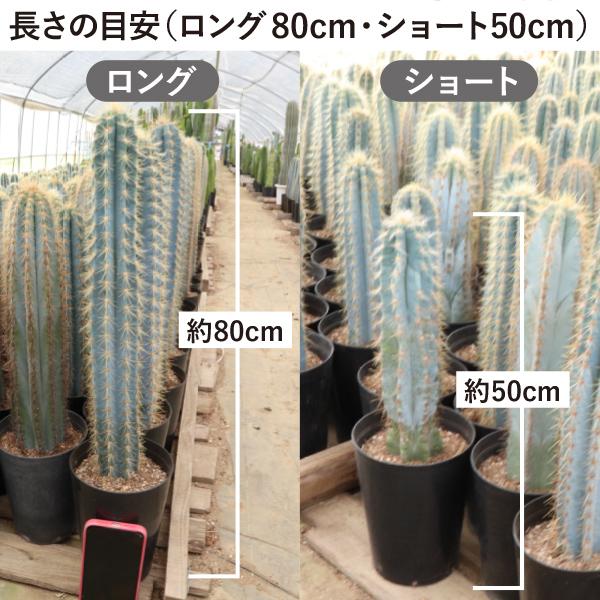 農場直送！］柱サボテン アズレウス ショートタイプ（鉢下から