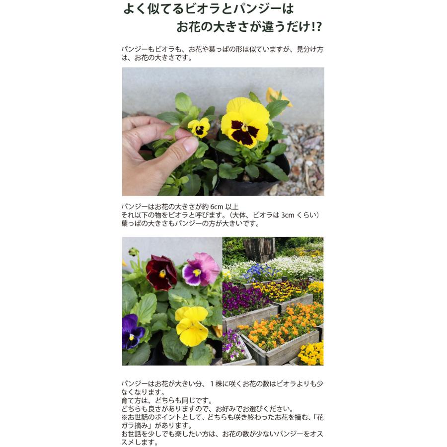 花苗 ビオラ 3寸9cmポット 40個 セット (ケース) カラーミックス 全国