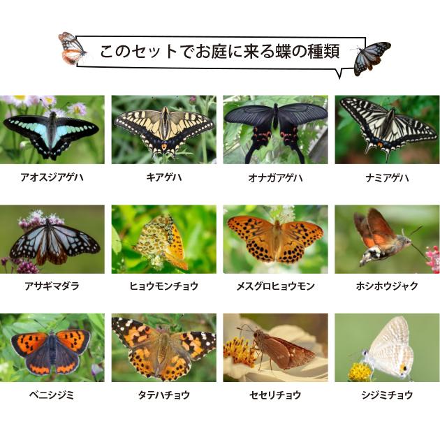 蝶を呼ぶ バタフライガーデン 苗 セット 9種9ポット フルセット