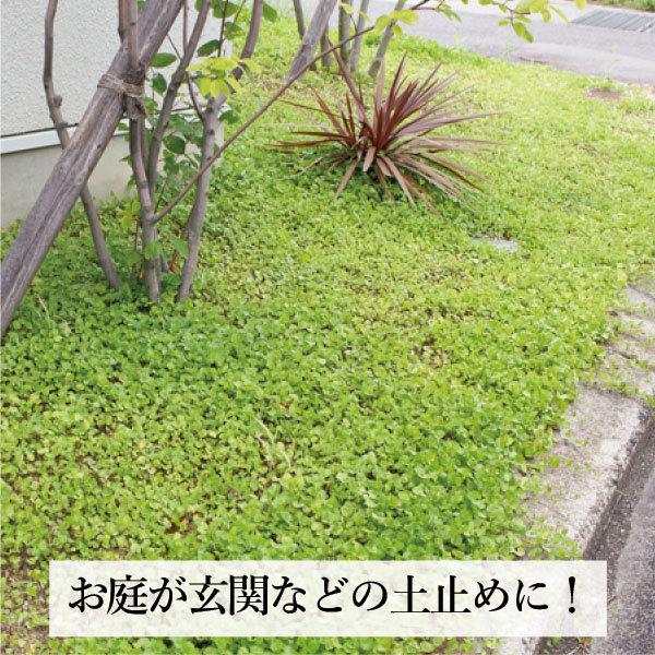 お洒落なグランドカバー 種 [ダイカンドラ・] 500g 追い蒔き用 強い