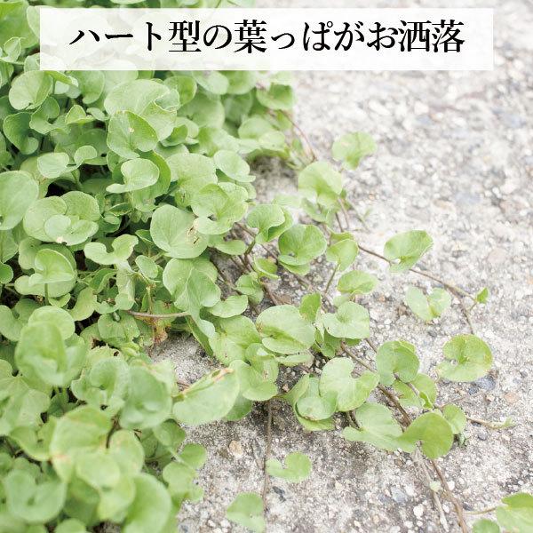 お洒落なグランドカバー 種 [ダイカンドラ・] 500g 追い蒔き用 強い