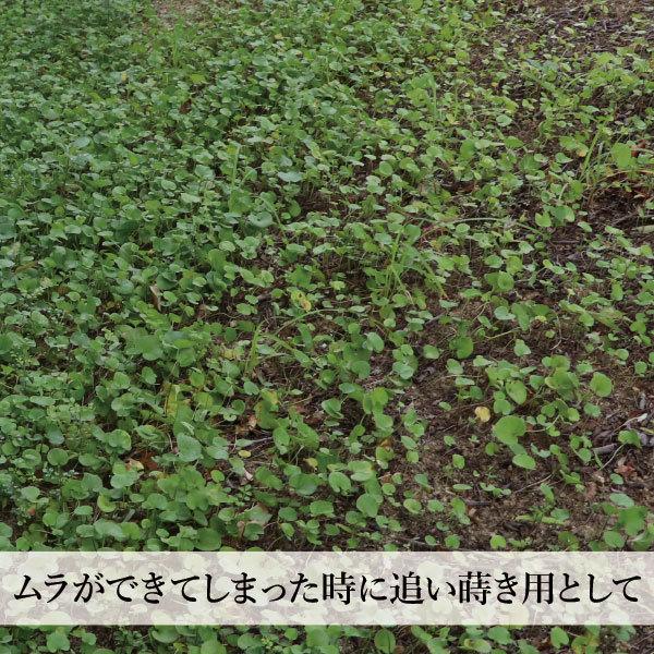 お洒落なグランドカバー 種 [ダイカンドラ・] 500g 追い蒔き用 強い
