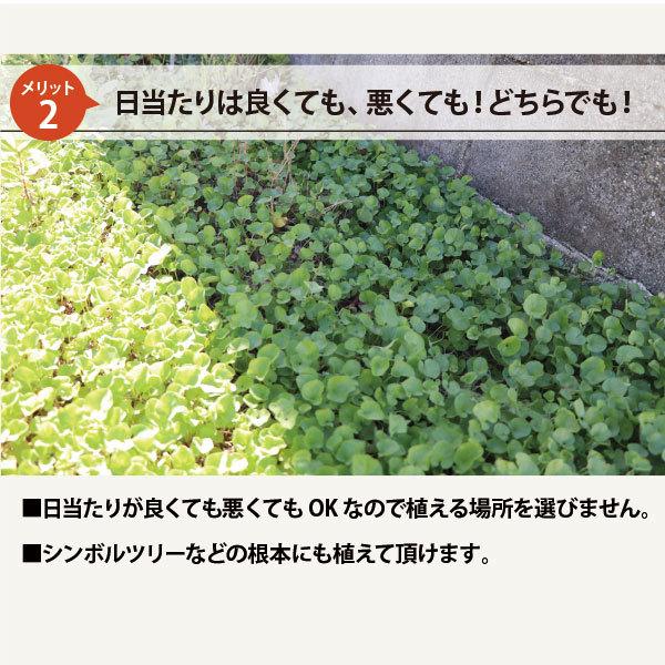 お洒落なグランドカバー 種 [ダイカンドラ・] 500g 追い蒔き用 強い
