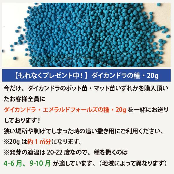 ダイカンドラ 苗 20個 セット 3号 9cmポット 生産者直送 ダイコンドラ　ディコンドラ　※追い蒔き用の種プレゼント中！｜soraniwashop｜02