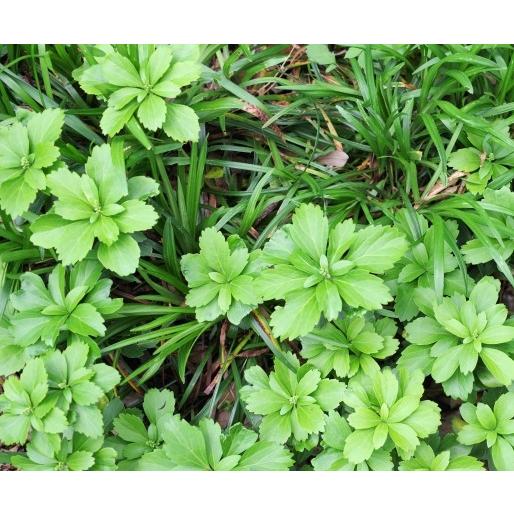 フッキソウ 富貴草 苗 15個 セット 3号 9cmポット 常緑 多年草 下草