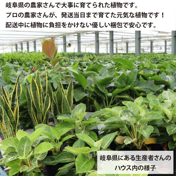 農場直送！ガジュマル　7号鉢　プラ鉢　プラ鉢 観葉植物 室内 新築祝い  初心者［G］ 敬老の日　生産者直送　大苗　｜soraniwashop｜11