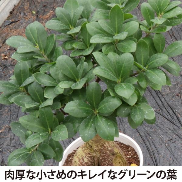 農場直送！ガジュマル　7号鉢　プラ鉢　プラ鉢 観葉植物 室内 新築祝い  初心者［G］ 敬老の日　生産者直送　大苗　｜soraniwashop｜07