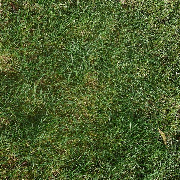 ソラニワ芝ロール 西洋芝 天然芝 芝生の完成品をお届け 巻芝 1平米 美しい最高級の芝 冬も常緑 寒さに強い 注目ショップ ブランドのギフト