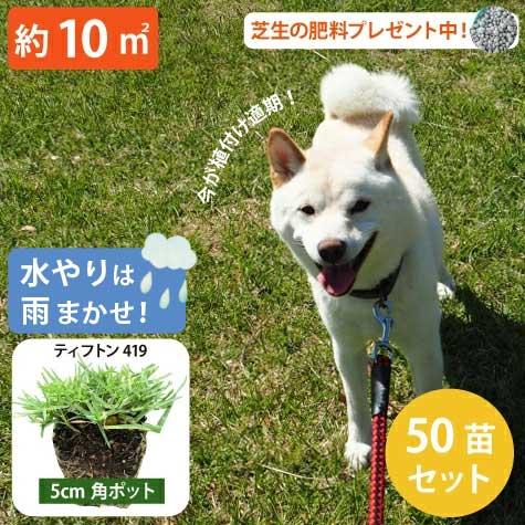 今だけ芝の肥料プレゼント】西洋芝 ティフトン419 ティフトン 芝 今だけ芝の肥料プレゼント】西洋芝 ティフトン419 ティフトン 芝