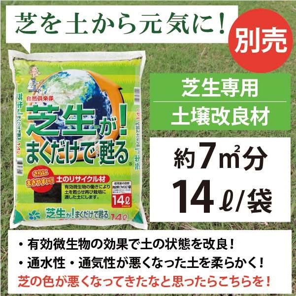 今だけ芝の肥料プレゼント】西洋芝 ティフトン419 ティフトン 芝 今だけ芝の肥料プレゼント】西洋芝 ティフトン419 ティフトン 芝