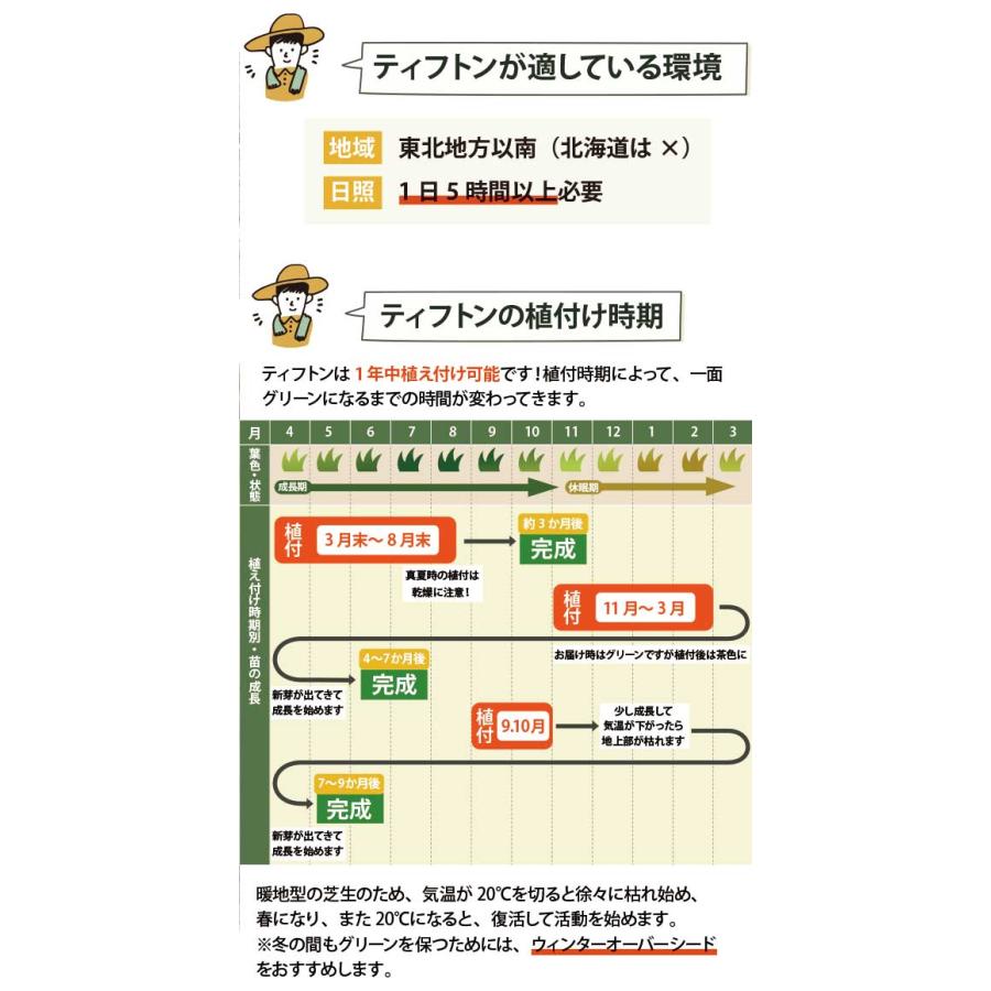 今だけ芝の肥料プレゼント】西洋芝 ティフトン419 ティフトン 芝 今だけ芝の肥料プレゼント】西洋芝 ティフトン419 ティフトン 芝