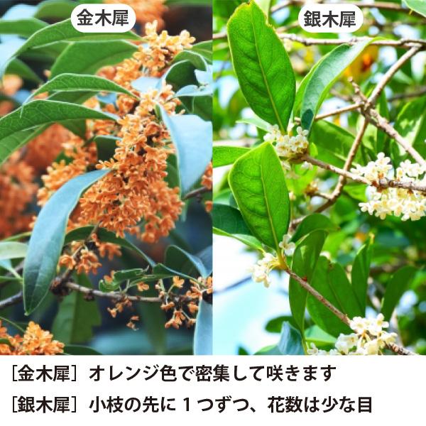 銀木犀／太木／植木／樹高90㌢に剪定済み 51JYTtOoN3L._AC_UF350,
