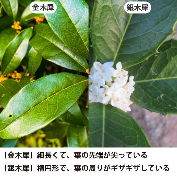 生産者直送］ギンモクセイ 銀木犀 樹高約1.5m 送料無料 庭木 苗木