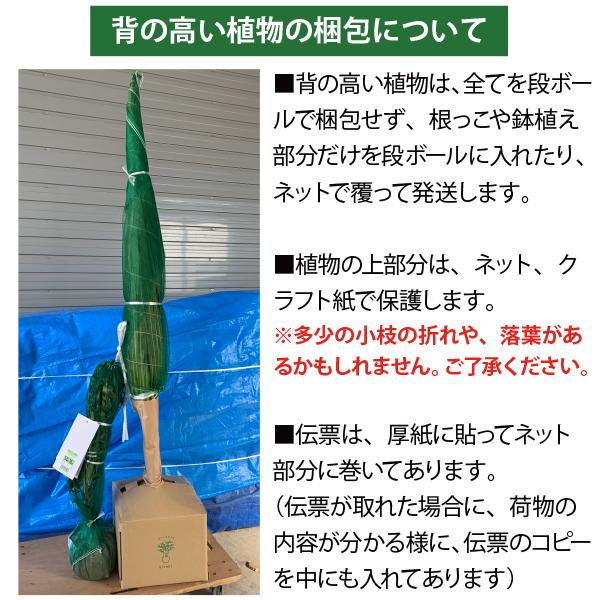 生産者直送］ギンモクセイ 銀木犀 樹高約1.5m 送料無料 庭木 苗木