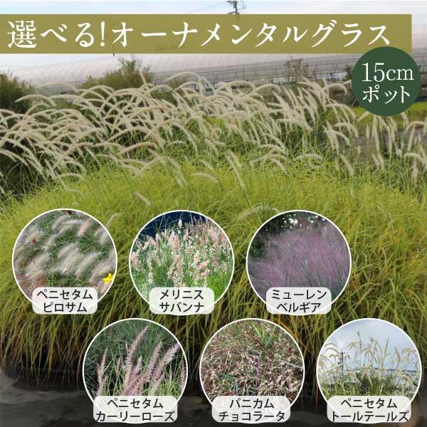 オーナメンタルグラス　斑入りパンパスグラス　ポットごと　コンパクトボックス発送 6品種から選べる！オーナメンタルグラス 苗 15cm 3ポット 5号 5寸