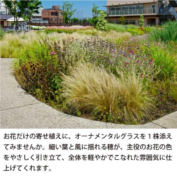オーナメンタルグラス 斑入りパンパスグラス ポットごと コンパクト