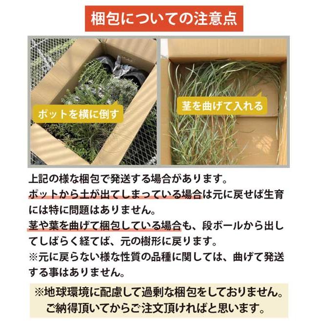 6品種から選べる！オーナメンタルグラス 苗 15cm 3ポット 5号 5寸