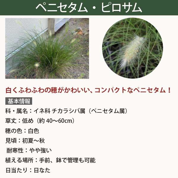 オーナメンタルグラス　斑入りパンパスグラス　ポットごと　コンパクトボックス発送 6品種から選べる！オーナメンタルグラス 苗 15cm 3ポット 5号 5寸