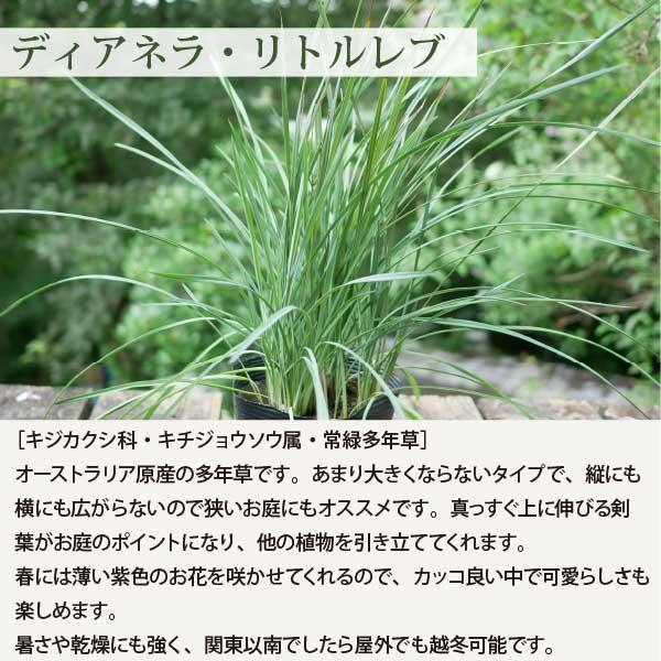 オーナメンタルグラス これさえ押さえたらOK！5品種セット 15cmポット