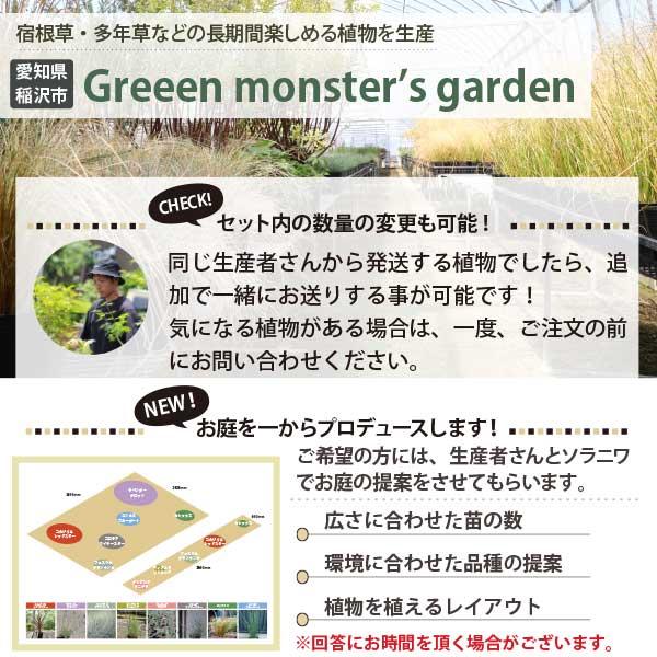 6品種から選べる！オーナメンタルグラス 苗 15cm 3ポット 5号 5寸