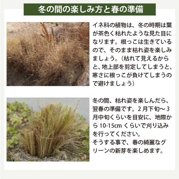 6品種から選べる！オーナメンタルグラス 苗 15cm 3ポット 5号 5寸