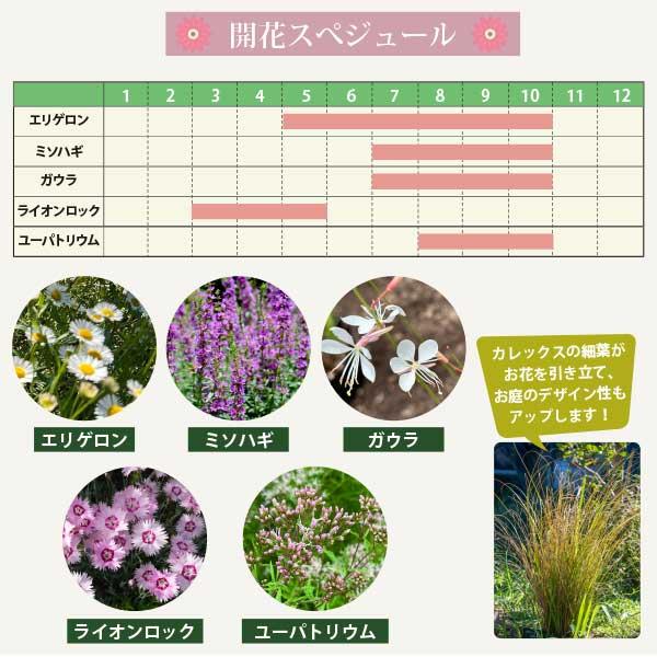 長い間お花が楽しめる！ピンクガーデン 6品種（15苗） ピンク色のお花