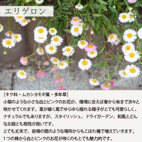 長い間お花が楽しめる！ピンクガーデン 6品種（15苗） ピンク色のお花