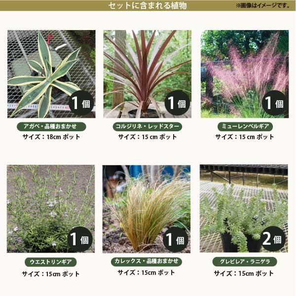 アガベ ミニドライガーデンセット アガベ ミニドライガーデンセット