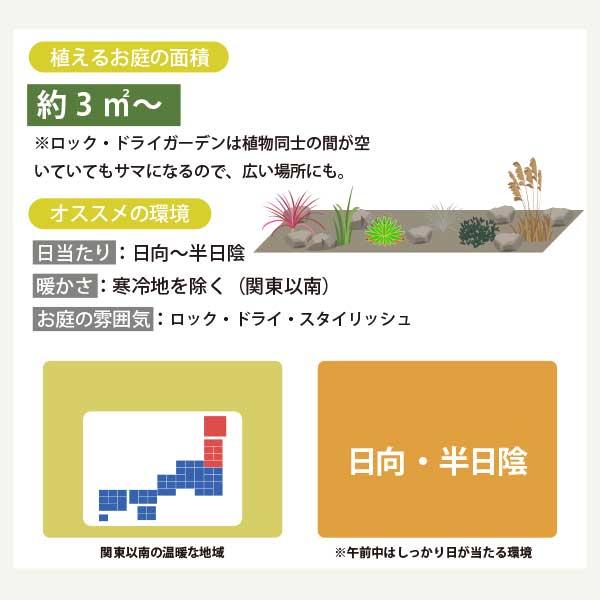 ロックガーデンセット 定番のアガベ・コルジリネにグラス系をプラス