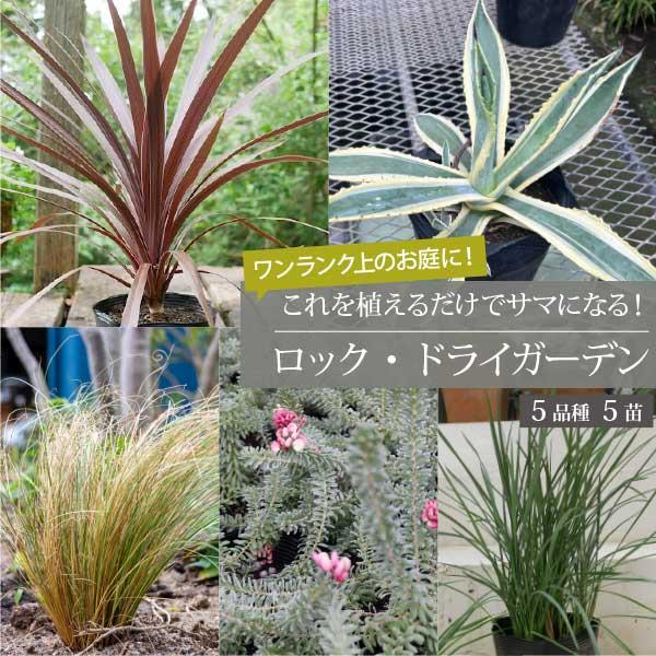 ロックガーデンセット これを植えるだけでお洒落なお庭に！ 基本の5