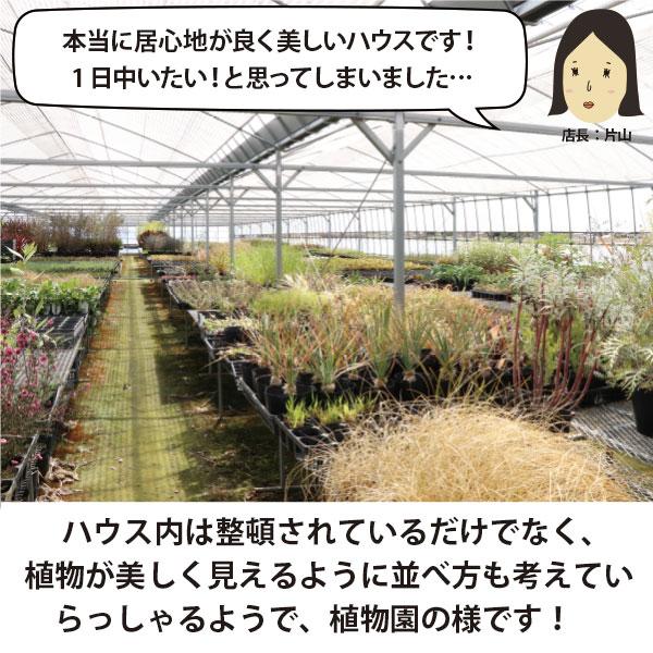ロックガーデンセット これを植えるだけでお洒落なお庭に! 基本 ロックガーデンセット これを植えるだけでお洒落なお庭に! 基本